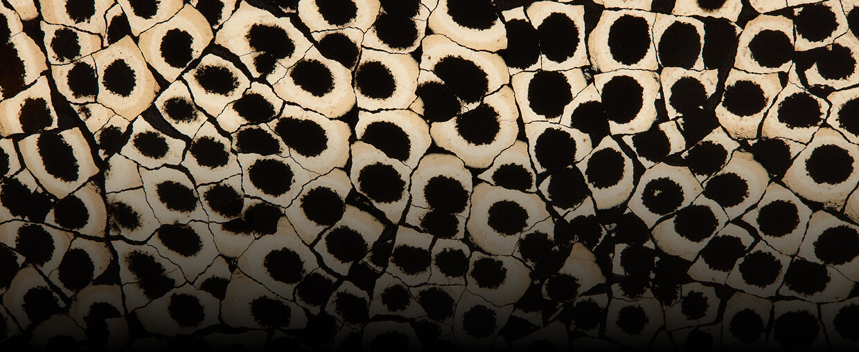 A close up of the texture of Eggshell Snakeskin Black. A close up of the texture of Eggshell Snakeskin Black.