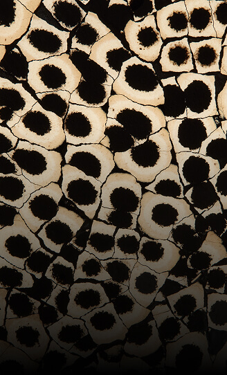 A close up of the texture of Eggshell Snakeskin Black. A close up of the texture of Eggshell Snakeskin Black.